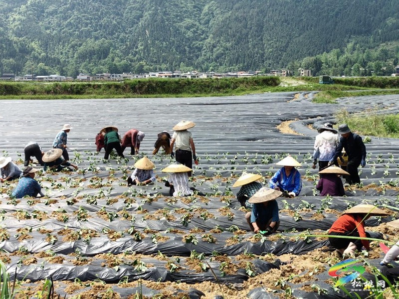 普覺鎮(zhèn)：真旗屯社區(qū)“商薯19”移栽忙  產(chǎn)業(yè)創(chuàng)收增“薯光”