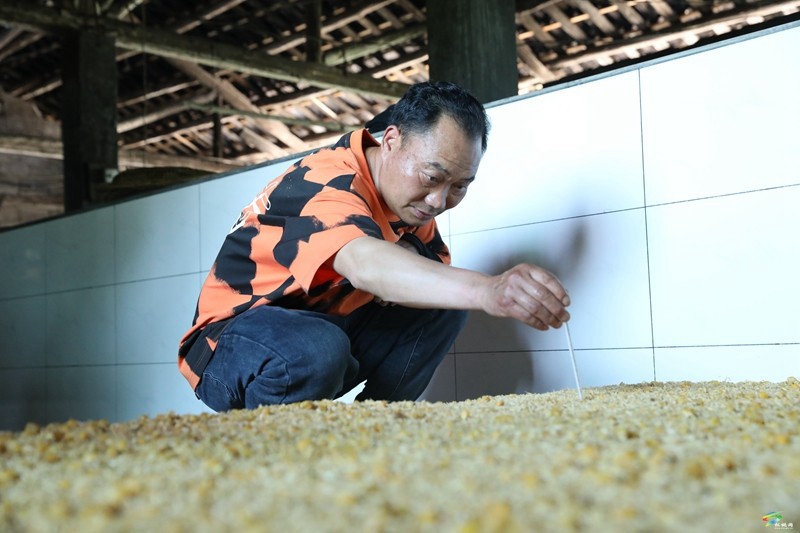 守純糧本味！松桃深山藏著年銷4萬斤的“醇香密碼”