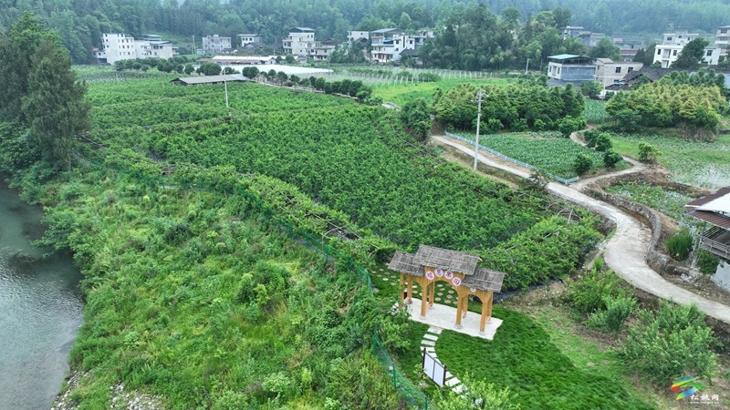 松桃妙隘鄉(xiāng)：油桃搶“鮮”上市