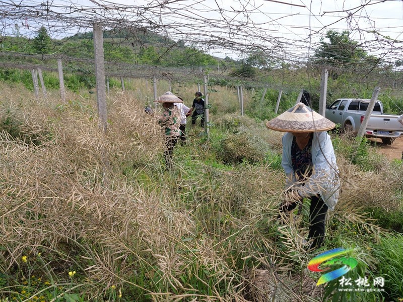 松桃：栝樓套種油菜喜獲豐收