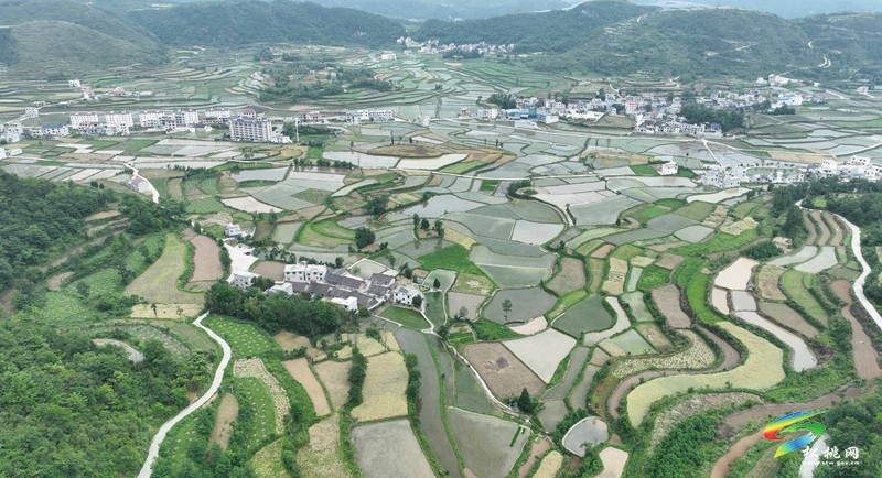 松桃：26.5萬畝水稻移栽全面鋪開