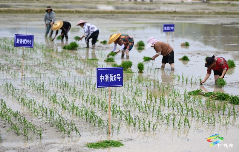 松桃：26.5萬畝水稻移栽全面鋪開