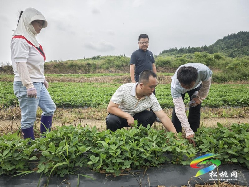 普覺鎮(zhèn)：珍珠花生田間管護(hù)忙