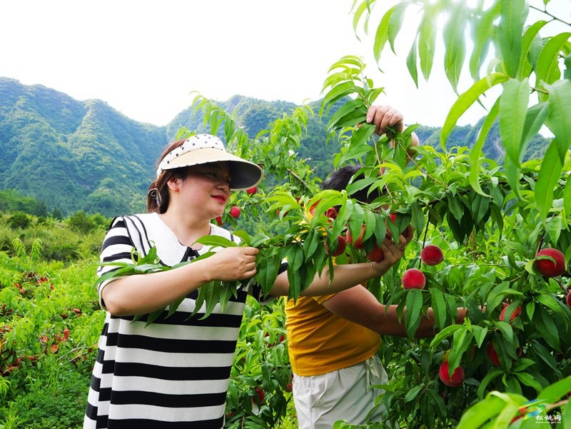 烏羅鎮(zhèn)500余畝桃林進(jìn)入采摘期
