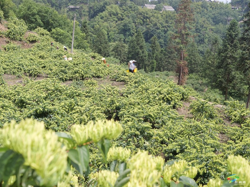 甘龍鎮(zhèn)2000畝山銀花采出“金銀”來(lái)
