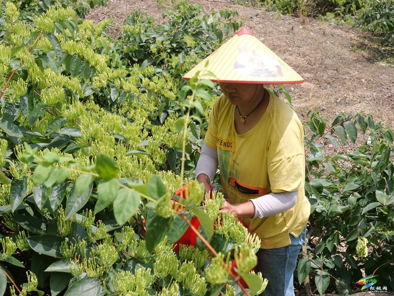甘龍鎮(zhèn)2000畝山銀花采出“金銀”來(lái)