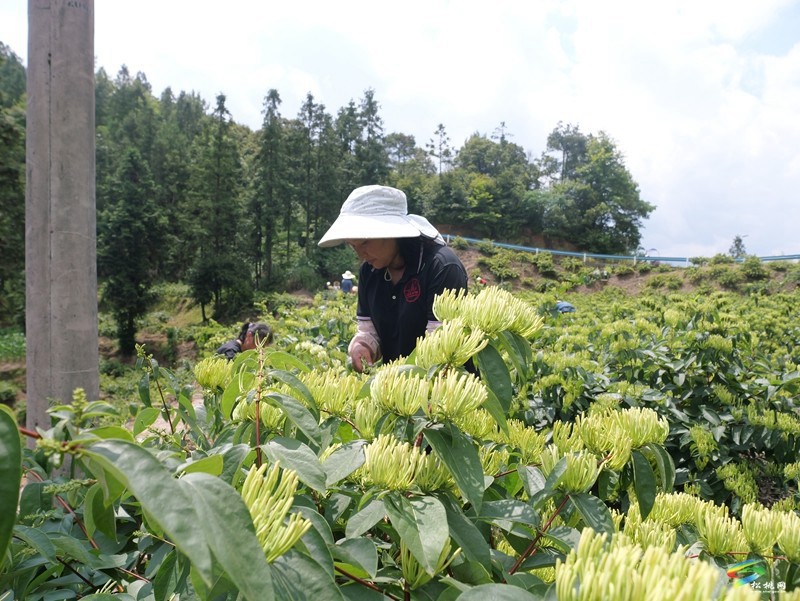 甘龍鎮(zhèn)2000畝山銀花采出“金銀”來(lái)