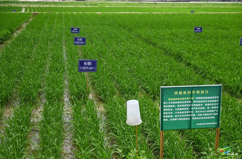 烏羅鎮(zhèn)：植保無(wú)人機(jī)管護(hù)水稻忙