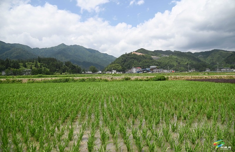 烏羅鎮(zhèn)：植保無(wú)人機(jī)管護(hù)水稻忙