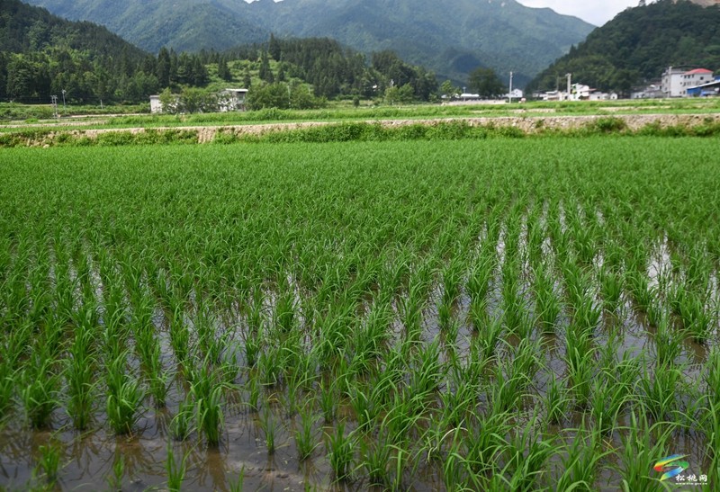 烏羅鎮(zhèn)：植保無(wú)人機(jī)管護(hù)水稻忙