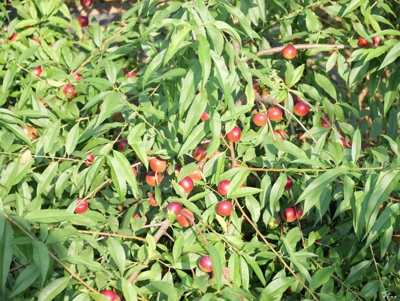 果香四溢富鄉(xiāng)村——普覺鎮(zhèn)特色水果產(chǎn)業(yè)喜迎豐收季