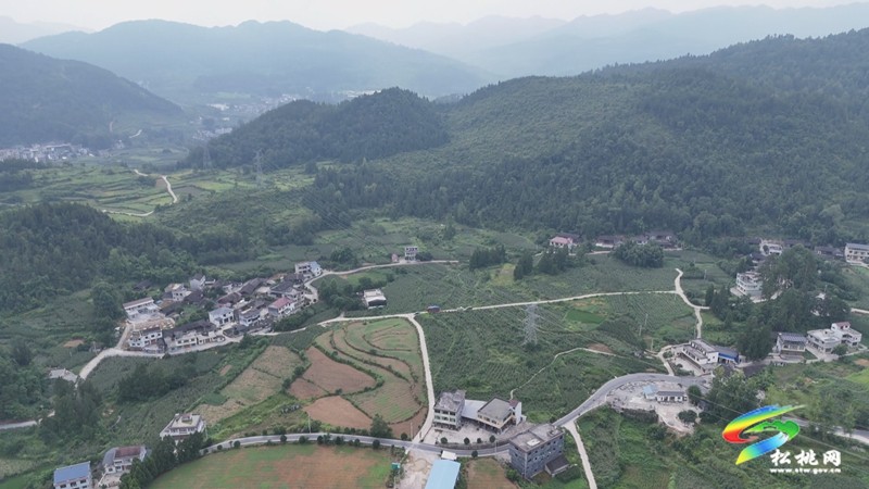 千畝“金穗穗”滿倉 大路鎮(zhèn)鮮食玉米采收正酣