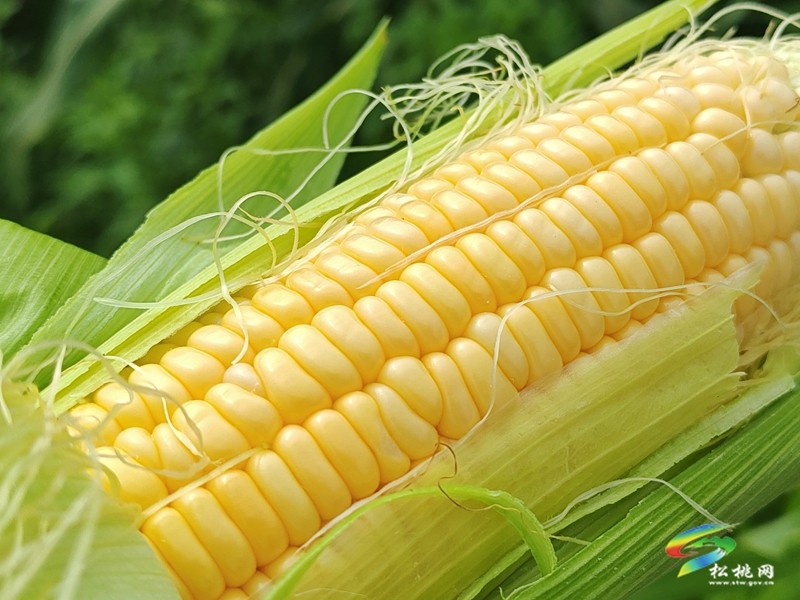 千畝“金穗穗”滿倉 大路鎮(zhèn)鮮食玉米采收正酣