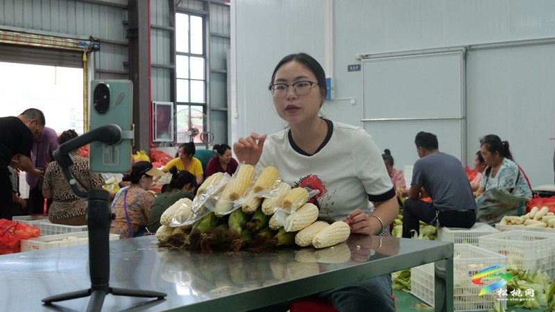 縣強(qiáng)村富民公司鮮食玉米加工廠:產(chǎn)業(yè)引擎驅(qū)動(dòng)?富民增收見(jiàn)效
