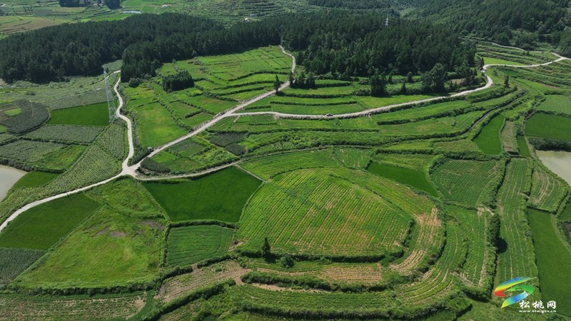 黃板鎮(zhèn)：沃野織錦繡 百花齊放產(chǎn)業(yè)興