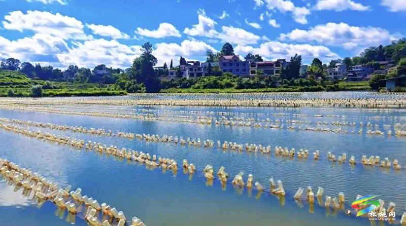 黃板鎮(zhèn)：沃野織錦繡 百花齊放產(chǎn)業(yè)興