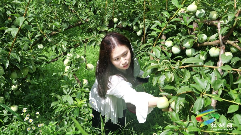 迓駕鎮(zhèn)：奈李黃桃齊飄香?果園采摘引客來