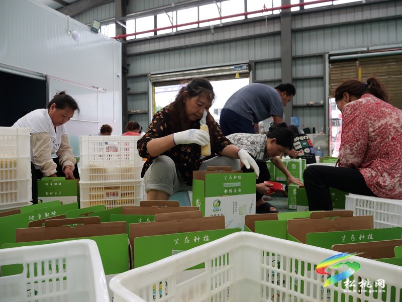 松桃：鮮食玉米加工廠趕制東莞訂單助增收