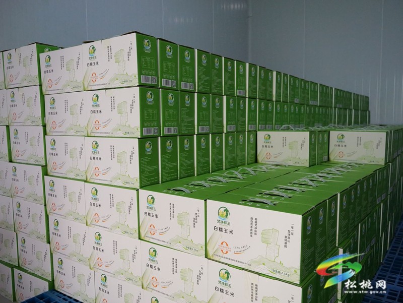 松桃：鮮食玉米加工廠趕制東莞訂單助增收