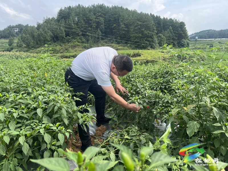 黃板鎮(zhèn)：訂單農(nóng)業(yè)辣椒映紅致富路