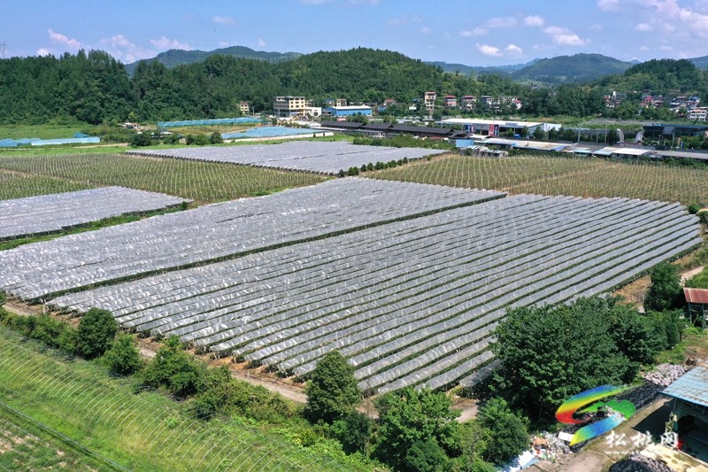 太平營街道：夏日果飄香 葡萄采摘忙