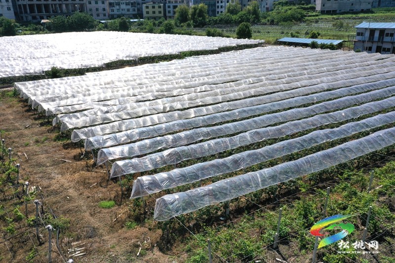 太平營街道：夏日果飄香 葡萄采摘忙