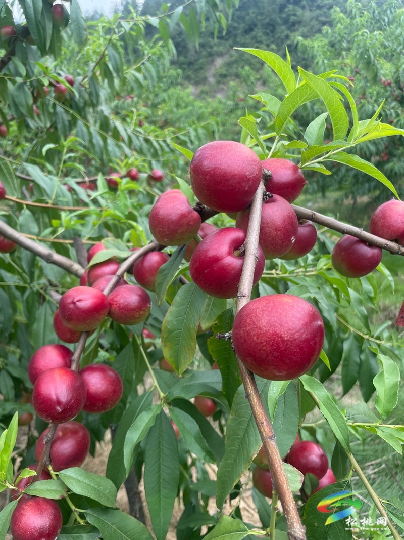 牛郎鎮(zhèn)：夏日炎炎，來邂逅一場“桃”醉的約會
