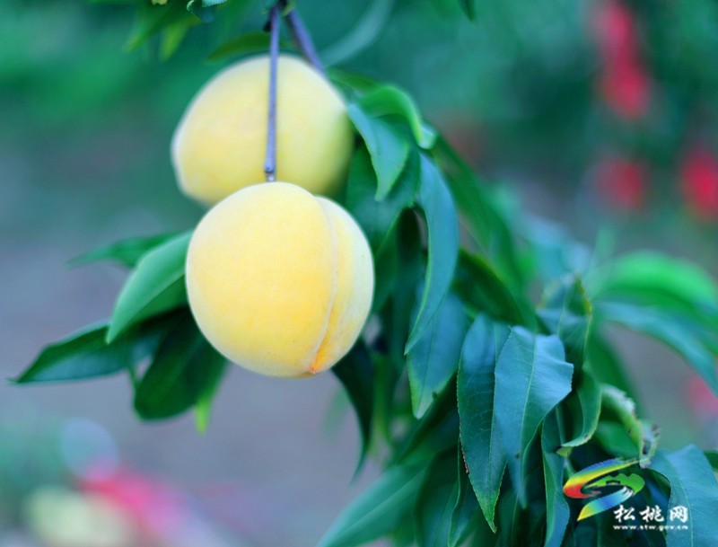 牛郎鎮(zhèn)：夏日炎炎，來邂逅一場“桃”醉的約會