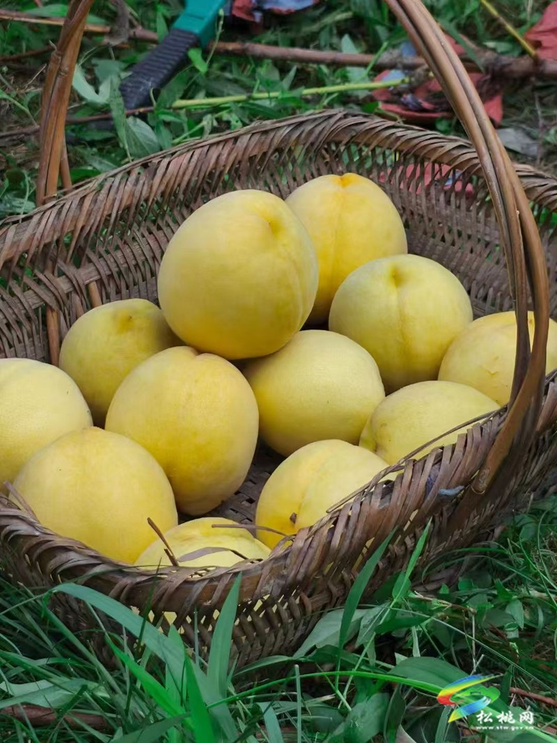 牛郎鎮(zhèn)：夏日炎炎，來邂逅一場“桃”醉的約會