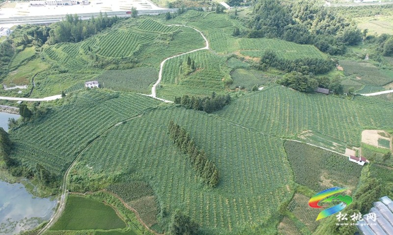 烏羅鎮(zhèn)：1200畝的高山南瓜喜迎豐收