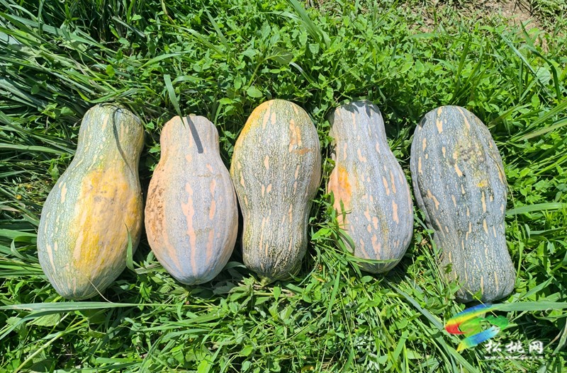 烏羅鎮(zhèn)：1200畝的高山南瓜喜迎豐收