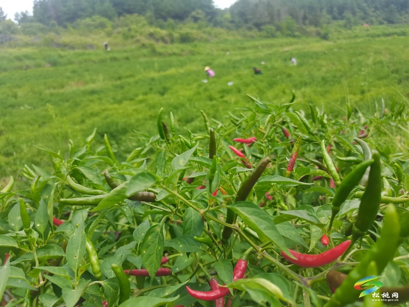 迓駕鎮(zhèn)：紅辣椒結(jié)出“致富果” 家門口端穩(wěn)“就業(yè)碗”