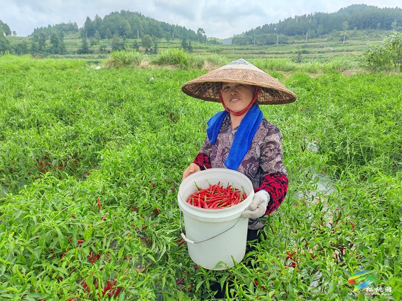 迓駕鎮(zhèn)：紅辣椒結(jié)出“致富果” 家門口端穩(wěn)“就業(yè)碗”