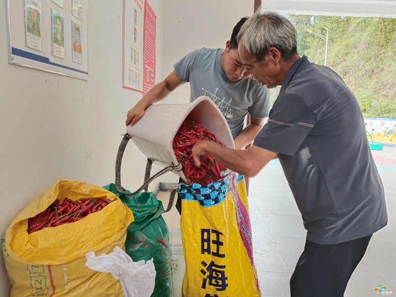 普覺鎮(zhèn)：訂單辣椒映紅振興路?黨群合力譜寫增收曲