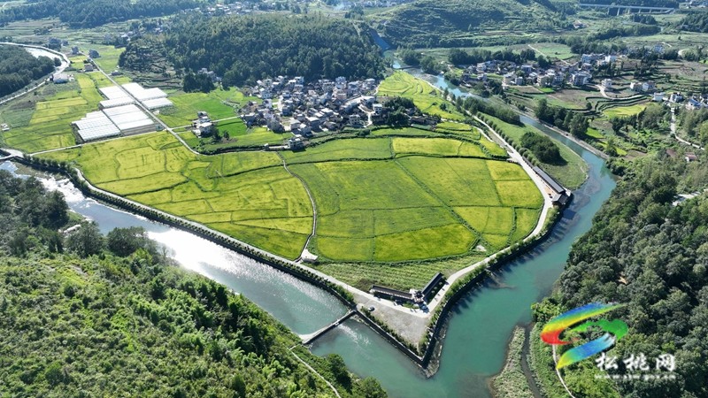 大路鎮(zhèn)長征村：水稻迎采收 農(nóng)機穿梭忙