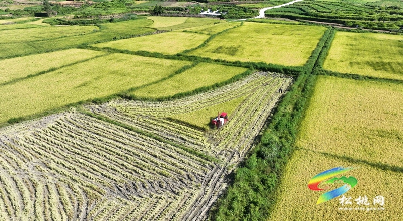 大路鎮(zhèn)長征村：水稻迎采收 農(nóng)機穿梭忙