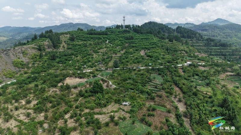 迓駕鎮(zhèn)：秋風起 花生香 田間地頭采收忙