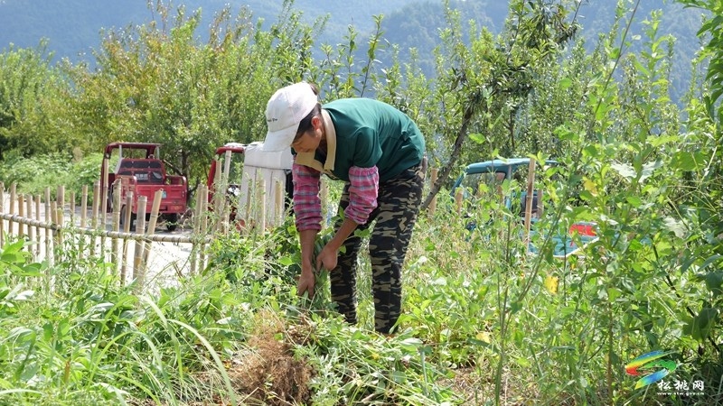 迓駕鎮(zhèn)：秋風起 花生香 田間地頭采收忙