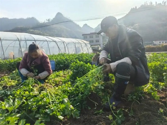 【武陵視界】碧江柑子沖村：新春蔬菜迎豐收 田間地頭采摘忙
