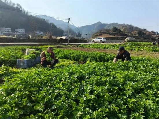 【武陵視界】碧江柑子沖村：新春蔬菜迎豐收 田間地頭采摘忙