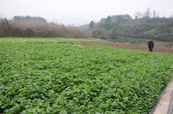 【武陵視界】碧江蔬菜種植大戶育秧忙