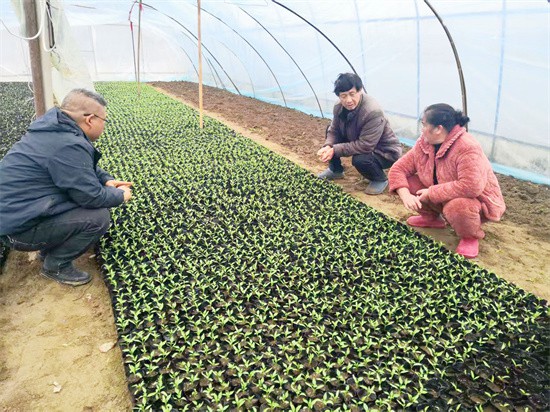 【武陵視界】碧江蔬菜種植大戶育秧忙