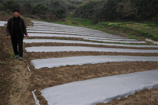 【武陵視界】碧江蔬菜種植大戶育秧忙