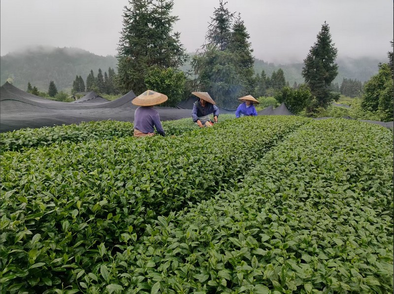 2025第六屆茶業(yè)大會新聞發(fā)布會在貴陽召開