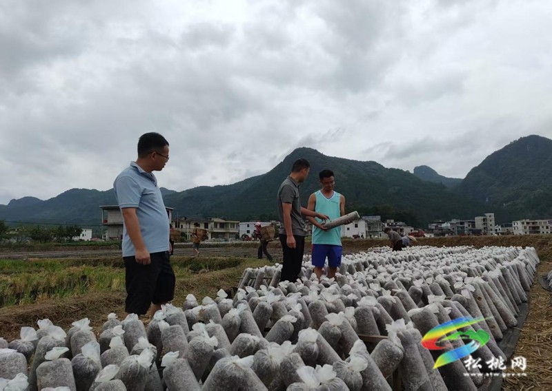 普覺鎮(zhèn)：冬季木耳迎來擺棒高峰期