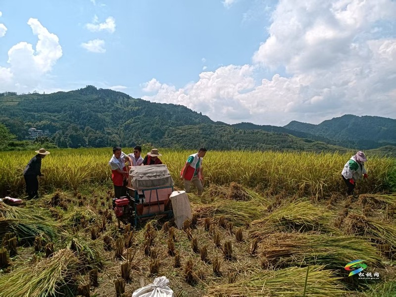 平頭鎮(zhèn)冷水溪村:農(nóng)忙時(shí)節(jié)齊上陣 助農(nóng)搶收暖民心